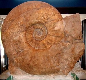Ammonit in Münster (Bild: L. A. Fischinger)