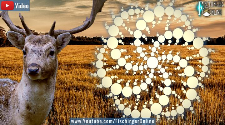 VIDEO: Paarungswillige Rehböcke sind die Ursache von Kornkreisen - Neue alter Erklärung in den Medien (Bilder: gemeinfrei / Montage: Fischinger-Online)