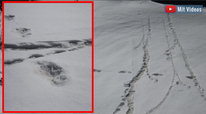 Spuren im Schnee: Die indische Armee veröffentlicht "Beweise" für den Yeti im Himalaya (Bilder: ADG PI / Indian Army/twitter)