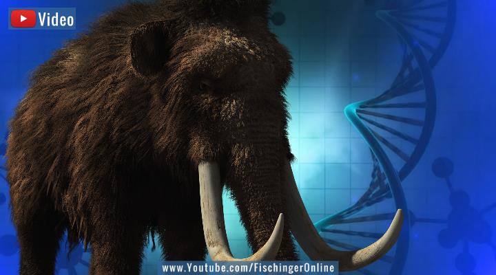Spektakuläre Entdeckung: Millionen Jahre alte Mammut-DNA (Bilder: PixaBay/gemeinfrei / Montage: Fischinger-Online)