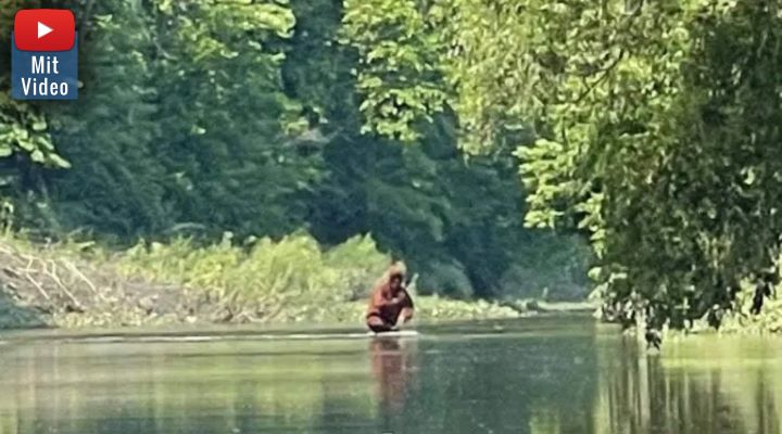 Durchquert hier ein Sasquatch einen Fluss? Neues Bigfoot-Video aufgetaucht (Bild: YouTube-Screenshot)
