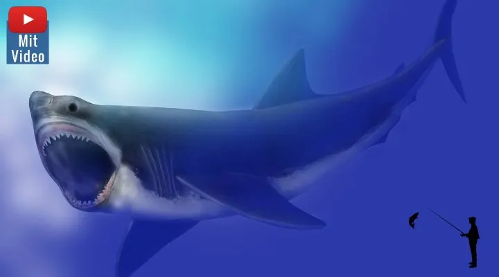 Verletzter Weißer Hai gefilmt: Spekulationen über einen überlebenden Megalodon (Bilder: gemeinfrei / Montage: Fischinger-Online)