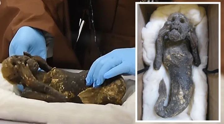 Verdacht bestätigt: Alte Mumie einer Meerjungfrau in Japan stellte sich als Betrug heraus (Bilder: Hiroshi Kinoshita / Bearbeitung: Fischinger-Online)