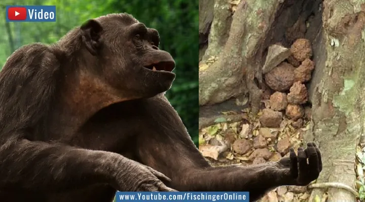 Video: Rätselhafte Affen - Haben Schimpansen in Afrika eine "Proto-Religion" entwickelt? (Bilder: gemeinfrei & H. J. Kühl / Montage: Fischinger-Online)