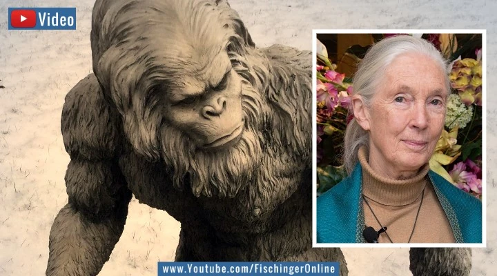 Video: Weltberühmte Primatenforscherin Jane Goodall: Bigfoot, Yeti & Co. könnten wirklich existieren! (Bilder: gemeinfrei / Montage: Fischinger)