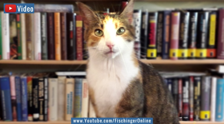 Video: Die Welt des Übersinnlichen: Eine "paranormale Katze" und seltsamer Traum in Großbritannien? (Bild: L. A. Fischinger)