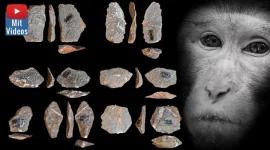 Vorzeitliche Steinwerkzeuge: Stammen sie wirklich von Menschen oder doch von Affen? (Bilder: T. Proffitt & envato / Montage: Fischinger)