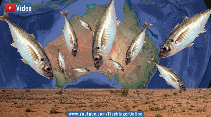 Video: Fischregen in einem Wüsten-Dorf in Australien - zum 4. Mal bereits! (Bilder: Google Earth & envato / Montage: Fischinger)